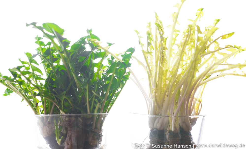 Wilde Winterwurzeln. Rezept: Penne mit Löwenzahnwurzeln und schwarzen&nbsp;Oliven