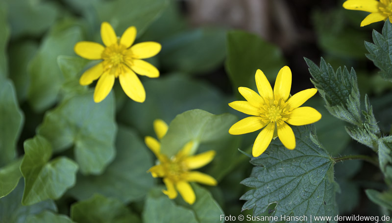 Mit dem Scharbockskraut in den&nbsp;Vorfrühling
