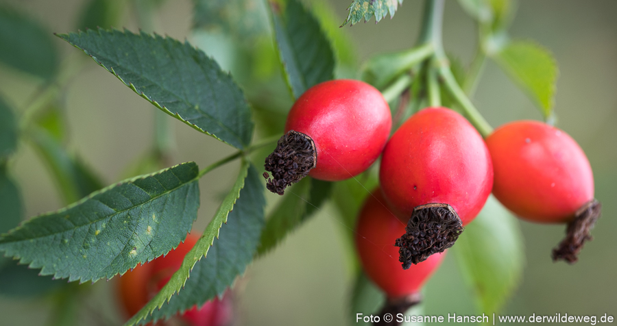 Die Zeit der Hagebutten – Ernten im Herbst Teil&nbsp;2