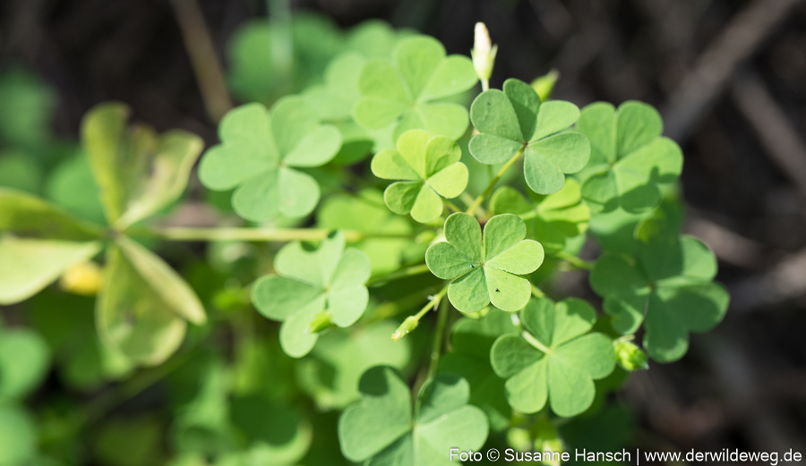 Ernten im Herbst – Teil 1- Frisches wildes&nbsp;Grün