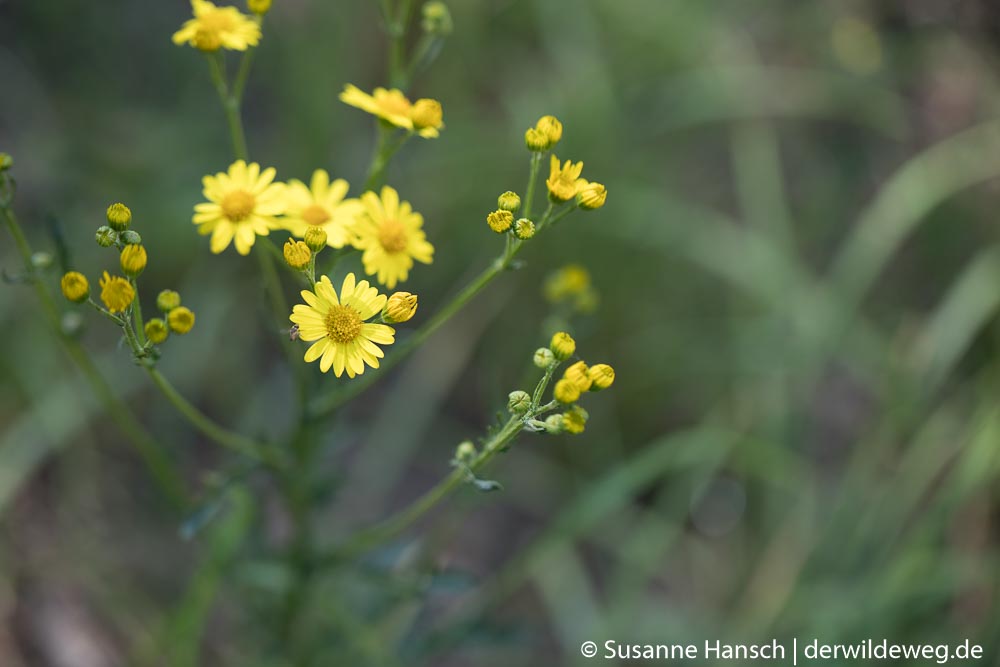 Hochsommerliche Fülle im&nbsp;Gambachtal