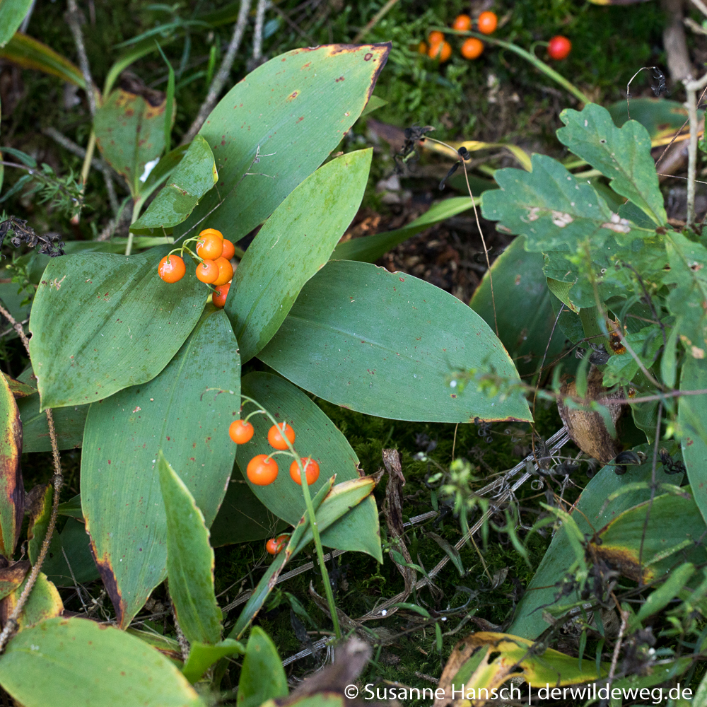 Rote Beeren sind verlockend