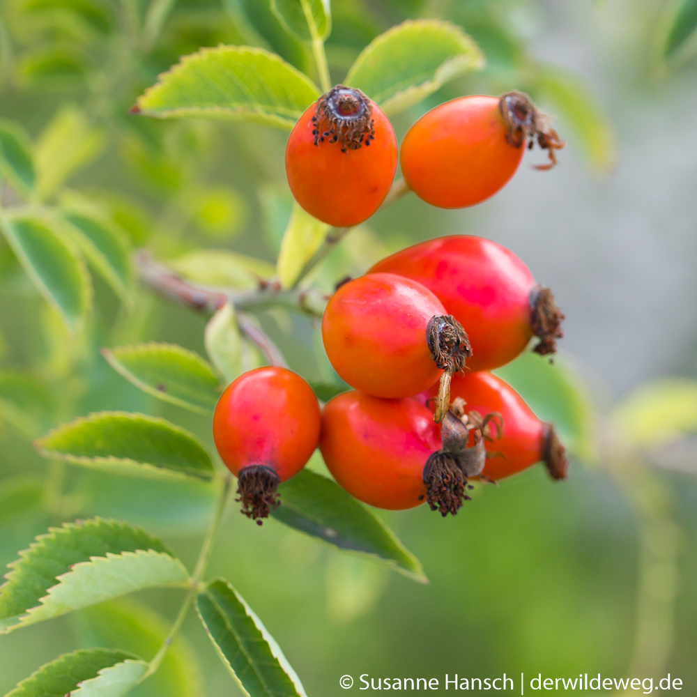 Die Zeit der&nbsp;Hagebutten