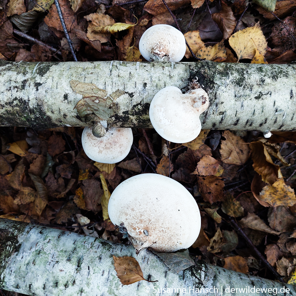 Junge Birkenporlinge
