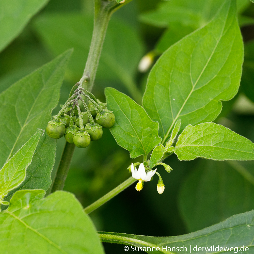 Giftpflanzen #1 Der schwarze&nbsp;Nachtschatten