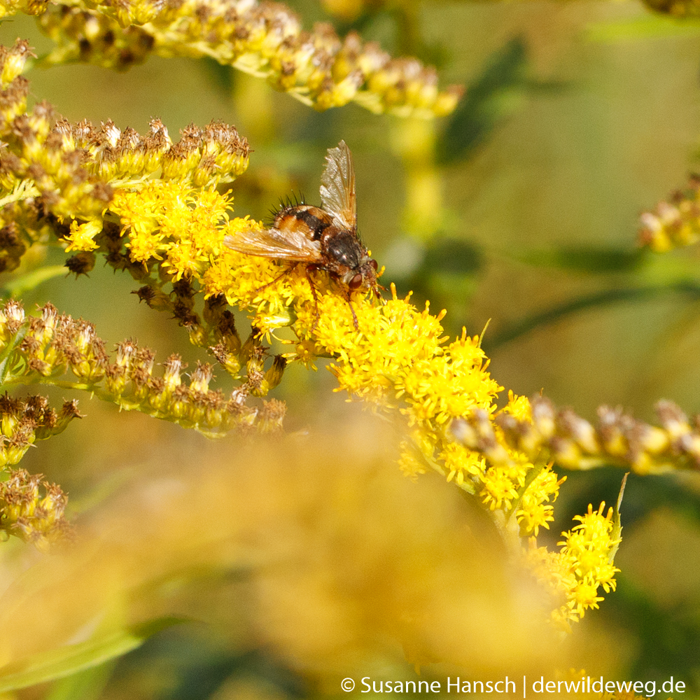 Goldenes Ende des&nbsp;Sommers